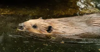Rabid Beavers Attack Visitors, Maryland State Park Water Access Shut Down