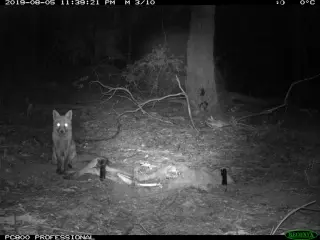 Kangaroo Carcass Study Reveals Seasonal Shifts in Apex Scavenger Feeding Preferences