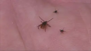 Early tick season prompts caution in Central New York