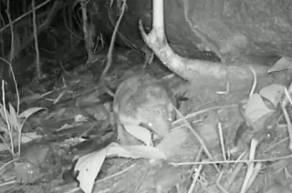 Rare Camera Trap Footage Captures Baby Giant Armadillo in Peruvian Amazon