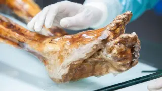 Ötzi’s microbes survive millennia, reshaping view of ancient microbiomes