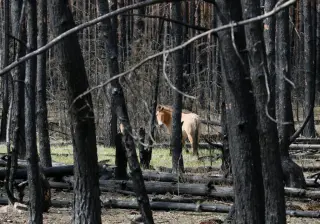 Chernobyl's Exclusion Zone Becomes a Refuge for Wildlife