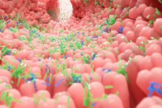 Gut Exosomes: Tiny Messengers Shaping Aging Across the Body