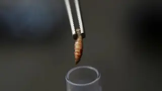 Screwworm comeback tests U.S. livestock defenses