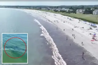 Unprecedented juvenile great whites sighted off Pine Point Beach, Scarborough, over 2 days