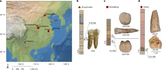Enamel proteins link six Chinese H. erectus to Denisovan gene flow
