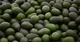 Daily avocado linked to modest heart health boost in obesity study