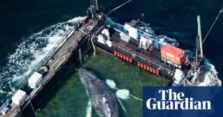 Tracker Glitch Overshadows Privately Funded Timmy Whale Rescue
