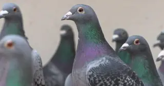 Feathered Heists: Global Syndicates Target Million-Dollar Racing Pigeons