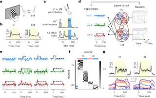 Reciprocal V1–LM wiring crafts cross-area consensus via line attractor dynamics