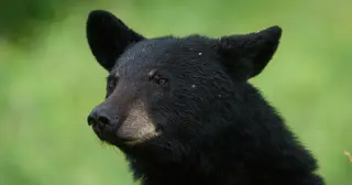 Montana officials euthanize 14 bears near Bozeman after illegal feeding