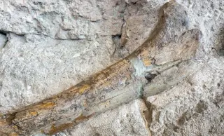New Mexico tibia hints at an earlier, giant tyrannosaur lineage in North America