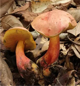 Tiny-people visions traced to a mushroom's novel psychedelic