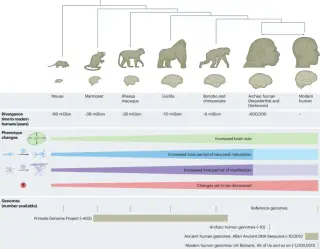 A genome-first view of how the human brain evolved