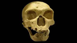 Brain scans erase Neanderthal cognitive gap with modern humans