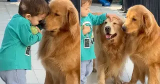 Gentle Golden Retrievers Share Love With Ball-Holding Toddler