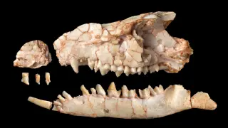 Mongolian Fossil Rewrites Mammal History, Debunking 40-Year Placental Theory