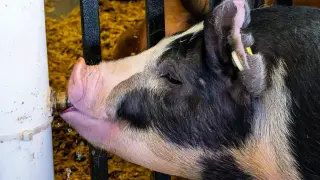 Michigan Fair Swine Flu Outbreak Triggers Human Health Monitoring