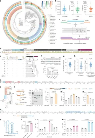Engineered Avian Retrotransposons Achieve 60% Targeted Gene Integration in Human Cells