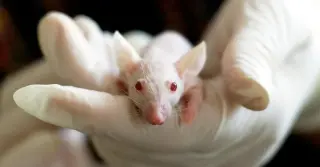 Stanford grows half-human brain tissue in mice to model neurological disorders