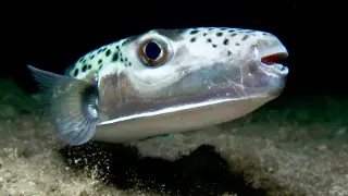 Med invader: Toxic pufferfish spurs barriers and fishing payouts