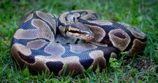 GPS-collared Opossums Help Florida Track Burmese Pythons