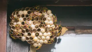 Spot the Stingers: How to Tell Wasps, Hornets, and Yellow Jackets Apart