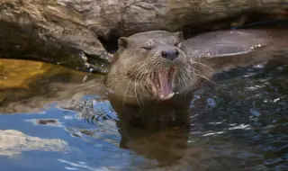 Family wins $350K settlement after otter attack at Bremerton Marina