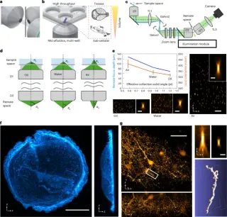 New Microscope Platform Unifies High-Resolution Imaging Across Diverse Biological Scales