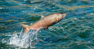 Robotic Sensors Uncover the Real Killers of Salmon at Dams: Pressure, Not Blades