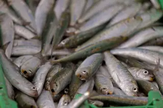 Sardine Swarm Triggers 50% Output Drop at Africa’s Only Nuclear Plant Koeberg