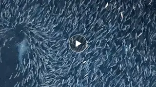 Great White Emerges from Salmon Swarm: Dramatic Drone Footage at Jervis Bay
