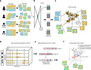New Deep Learning Method VIMA Identifies Disease-Specific Spatial Patterns in Tissues