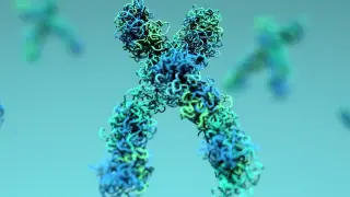 SIRT6 Rewinds Aging Chromatin in Mice, Hinting at Reversibility