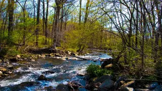 Rabid beavers force partial park closure after two Maryland attacks