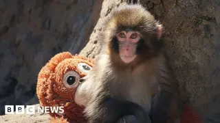 Arrests follow viral filming stunt at Japan zoo monkey enclosure
