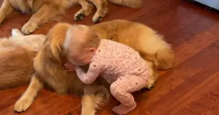 Toddler's Morning Hugs Spark Golden Retriever Bond Goes Viral