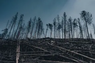 Tunguska 1908: a sky-borne blast that flattened forests without a crater