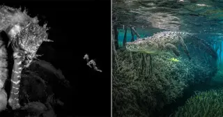 Seahorse Portrait Wins Ocean Photographer of the Year 2026