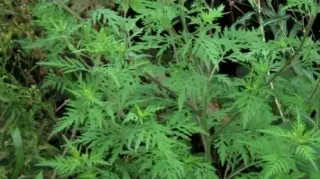 Ragweed and Mold Drive Fall Allergy Surge in Michigan and the Southeast