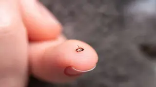 LA County Investigates Second 2026 Flea-Borne Typhus Cluster in Wilshire Center