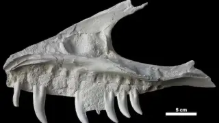 BC Campground Skull Cast Identifies Gorgosaurus, T. rex's Faster Cousin