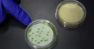 Florida Vibrio Death Toll Reaches Five as Pinellas County Confirms Fatality