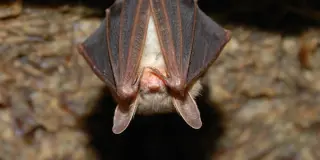 Bismarck Warns of Rabid Bat Cluster, Urges Public Vigilance