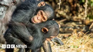 Ape Huddles: Gentle Touch Builds Peace Among Chimps and Bonobos