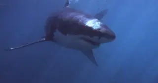 Fatal Shark Attack Claims Retired Radiographer at South African Beach