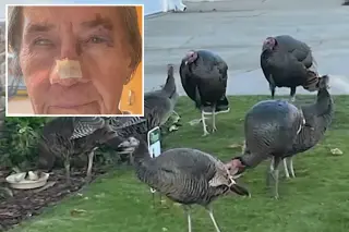 California Woman Gravely Injured in Wild Turkey Pack Attack