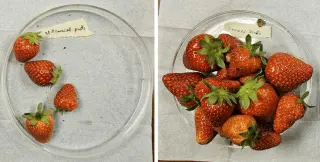NC State's 'Plant Armor' Fabric Triples Strawberry Yields by Blocking Pests Without Blocking Sunlight