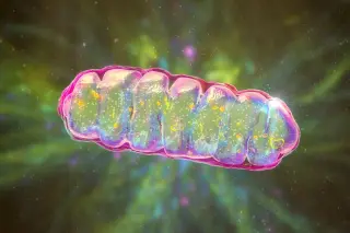 A Tiny Lipid Switch Could Revive Cellular Powerhouses and Slow Aging