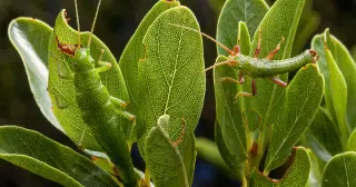 Ecotypes as Genetic Time Capsules: How Local Adaptations Persist Within a Single Species